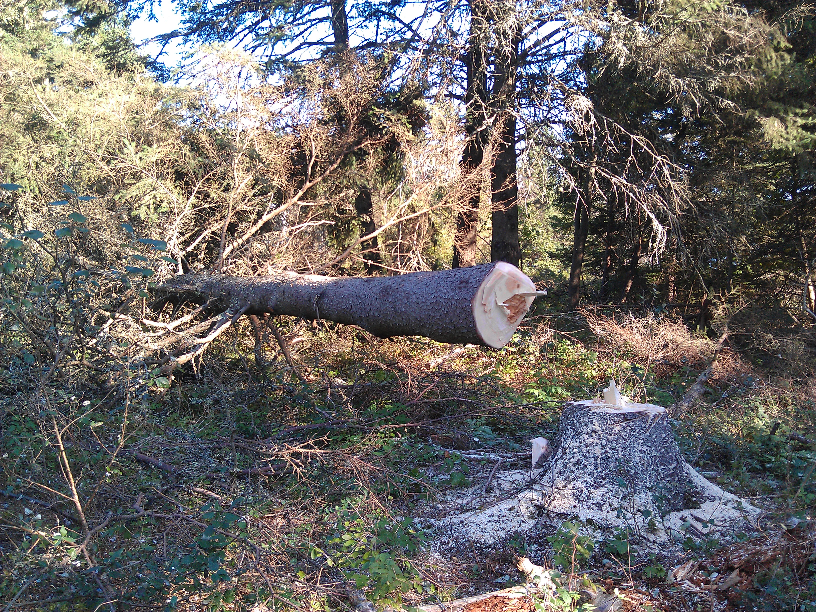 Cut-down trees